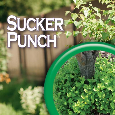 Sucker Punch Plant Growth Regulator Sprout Control Liquid with Brush Applicator 8 Ounce Ready to Use