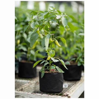 Multi-Purpose Black Fabric Container Grower, 2 Gallons Capacity
