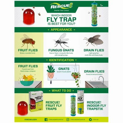 Fruit Fly Trap Attractant, 2 Traps, 4 Attractants
