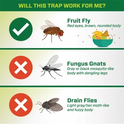 Fruit Fly Trap Refill