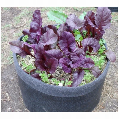 Pepper & Vegetable Container Garden, Black Fabric, 10-Gallons