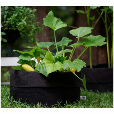Potato & Squash Container Garden, Black Fabric, 15-Gallons