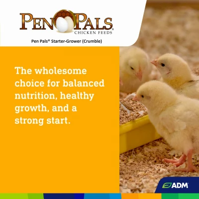 Pen Pals Chicken Starter Grower Feed, Non-Medicated Crumble, 50 Pounds Bag