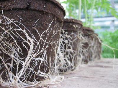 Plantable Pots, 3-In. Round, 12-Pk.