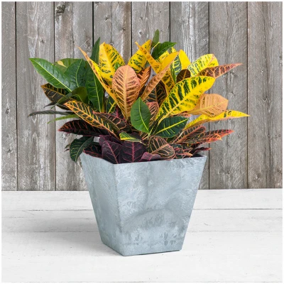ArtStone Ella Water-Minder Planter, Plastic Construction, Gray Color, 12 Inch Square
