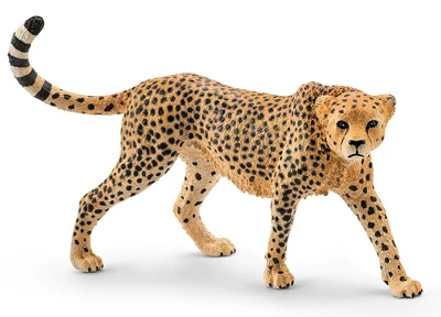Cheetah Female