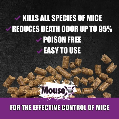 Ready-to-Use Mouse Killing Bait Tray, 2-Pk.