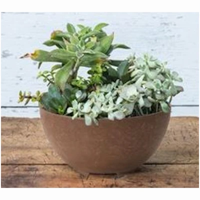 ArtStone Napa Water-Minder Planter, Plastic, Bowl, Rust, 10 In.