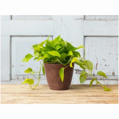 ArtStone Dolce Water-Minder Round Planter, Plastic, Rust Finish, 8 Inch Diameter