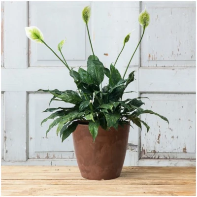 ArtStone Dolce Water-Minder Planter, Plastic, Rust, 10 In. Round