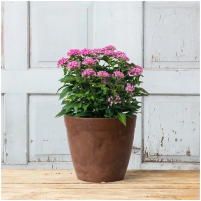 ArtStone Dolce Water-Minder Plastic Planter, Rust Color, 12 Inch Round