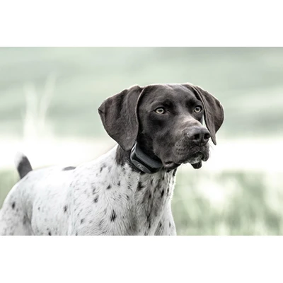 SportHunter 825X Remote Trainer Electronic Collar with One Half Mile Range