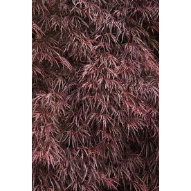 1.6-gallon Crimson Queen Japanese Maple Tree - Stunning Ornamental Foliage