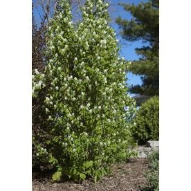 1.6-gallon White Standing Ovation Serviceberry Flowering Shrub