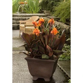 2.6-quart Tropicanna Canna Plant - Vibrant Tropical Foliage