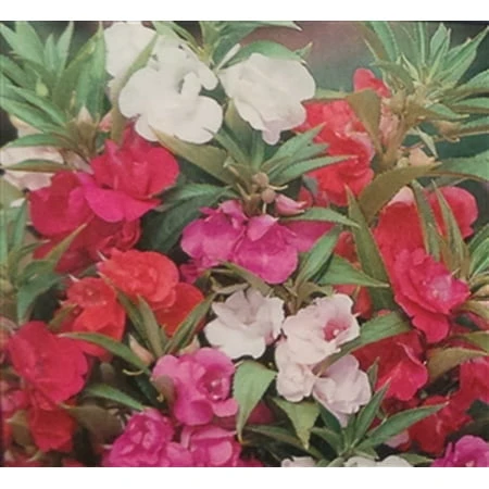 Impatiens Tom Thumb Flower Seeds - 1 Packet For Vibrant Garden Blooms