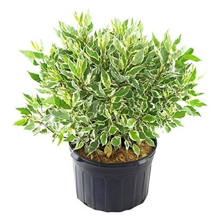 Alba Ivory Halo Variegated Dogwood Shrub With White Flowers In #3 Container