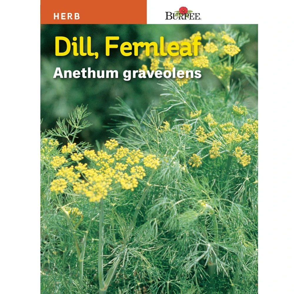 Dill Fernleaf Seed - Annual Herb With Dark Green Leaves - Model 66043
