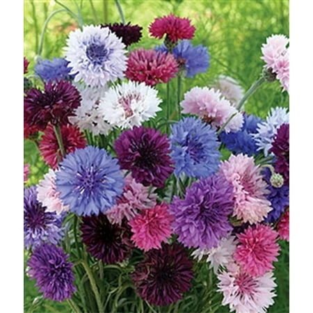 Bachelor Button Double Mix Flower Seed Packet - Vibrant Garden Blooms