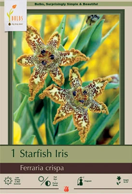 Iris Bulbs - Ferraria Crispa - Rare Exotic Flowering Plant