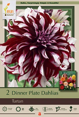 Dinner Plate Dahlia Bulbs - 2 Count, 36-40 Inches Tall