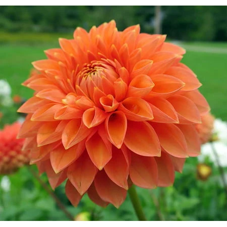 Decorative Dahlia Bulbs - 2 Root Clumps, 36-40 Inches Tall