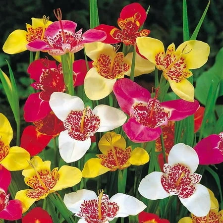 Mexican Shellflower Bulbs - Tigridia Pavonia Mixture - 15 Bulbs