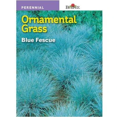 Blue Fescue Ornamental Grass Seed - Perennial Clumping Grass With Silvery-blue Stalks
