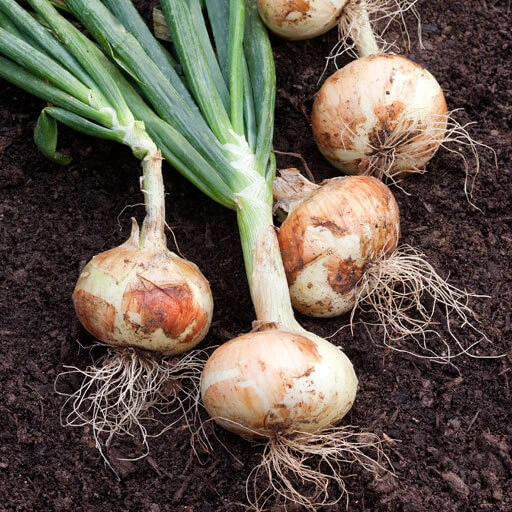 Onion Bunches - Fresh Onion Starts For Planting
