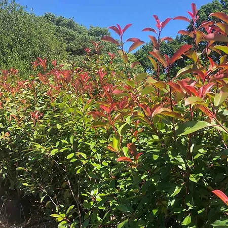 PHOTINIA FRASERI RED TIP 5 GALLON