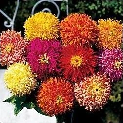 Zinnia Giant Cactus Mix - Vibrant Flower Seeds For Stunning Gardens