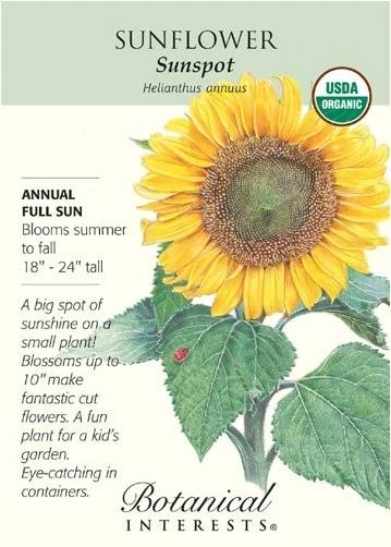 Dwarf Sunspot Organic Sunflower Seeds - Perfect For Small Gardens