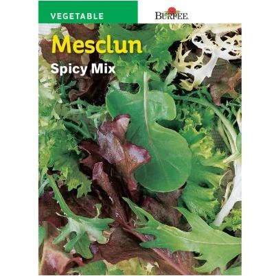 Mesclun Spicy Mix Flower And Vegetable Seed For Vibrant Gardens