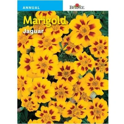 Marigold Flower Seed - Vibrant Blooms For Your Garden