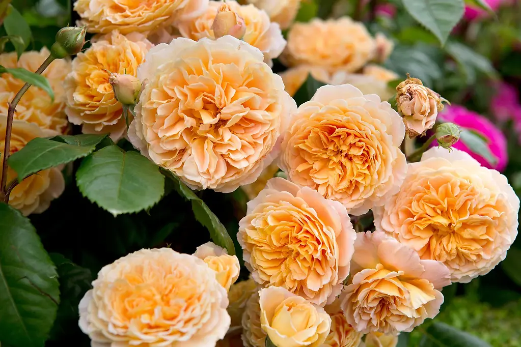 ROSE CROWN PRINCESS MARGARETA 5 GALLON