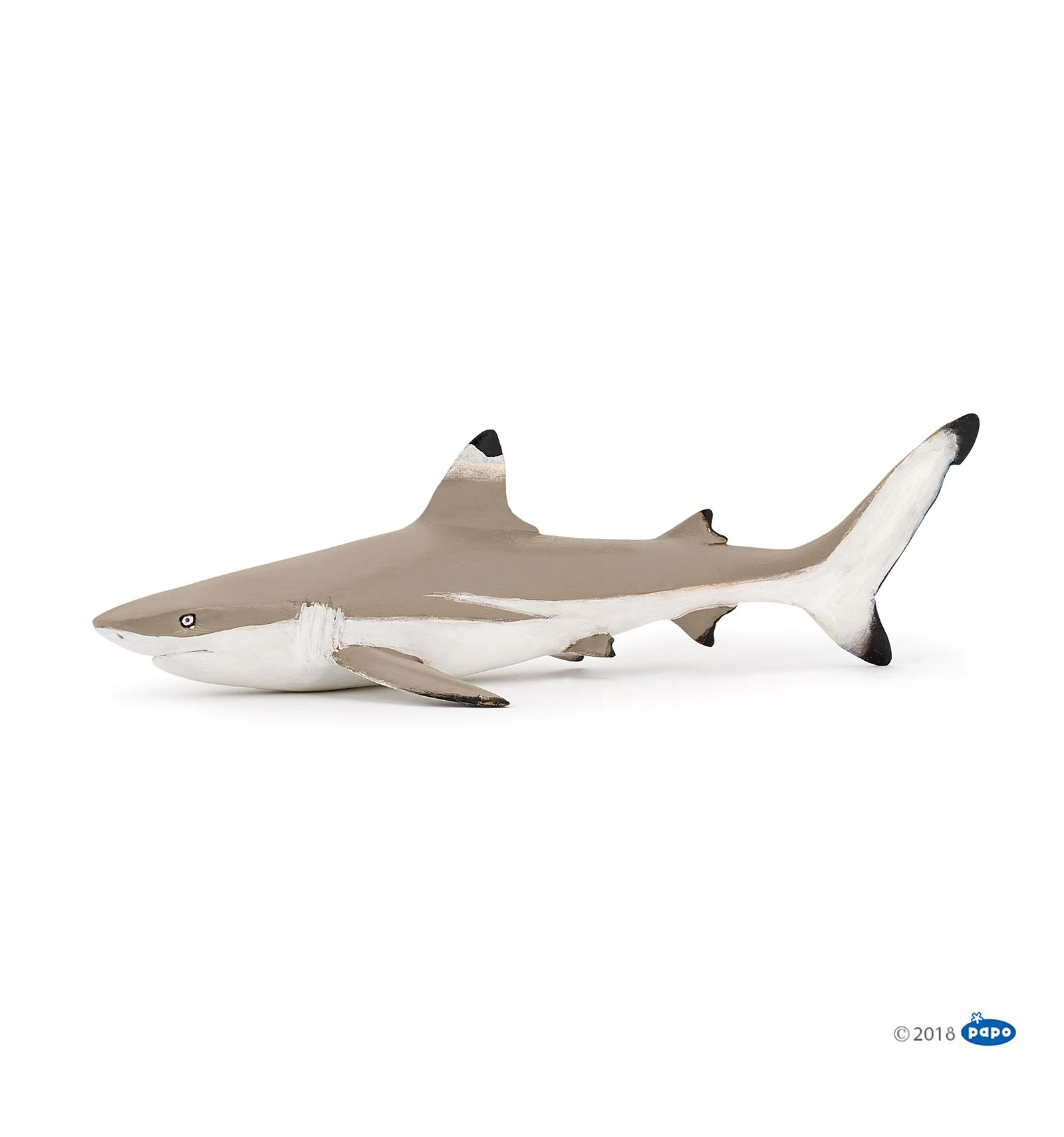 Blacktip Reef Shark