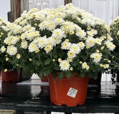9-Inch Mum Chrysanthemum Plant