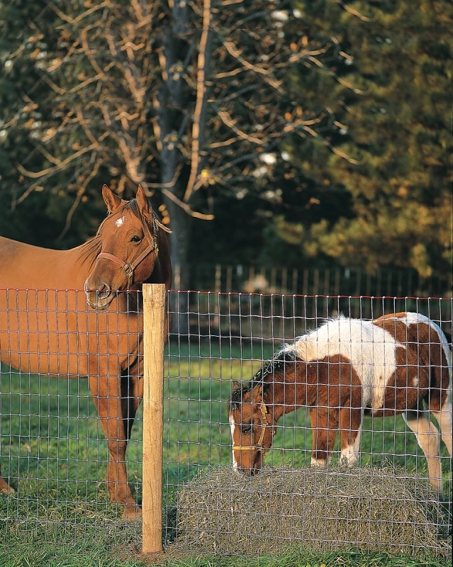 Square Deal 70318 Non-climb Horse Fence, 72 In H X 100 Ft L, 12.5 Ga