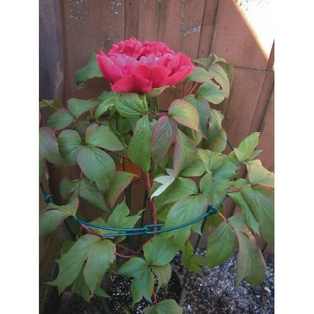 Single Flower Plant Support, Green, 10-In. Ring