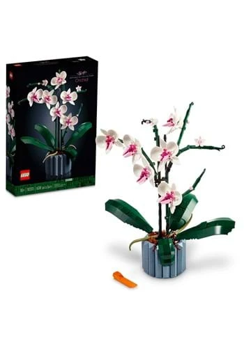 Orchid