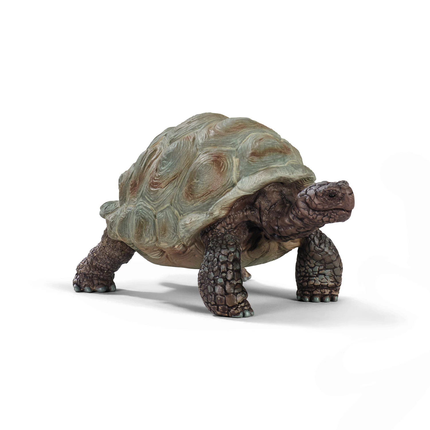 Giant tortoise