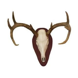 Hsp 01637 Euro Half Deer Skull Mount Kit For Antler Display