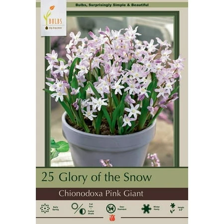 Pink Giant Glory Of The Snow Bulbs - Chionodoxa Forbesii - 25 Bulbs, 5/+ Cm Size