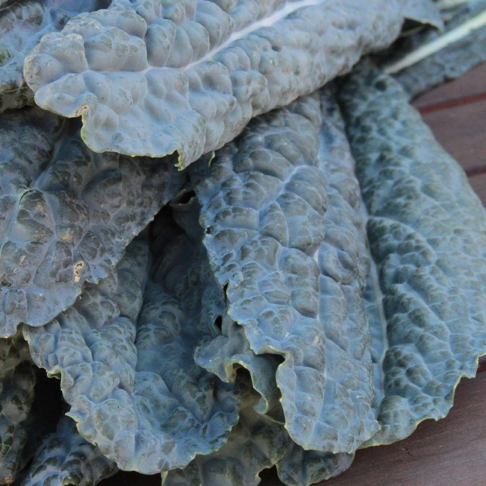 Organic Dinosaur Kale Seed Pack - Non-gmo, Heirloom Variety, 07889