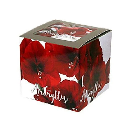 12-piece Holiday Flower Bulb Kit Tray Display