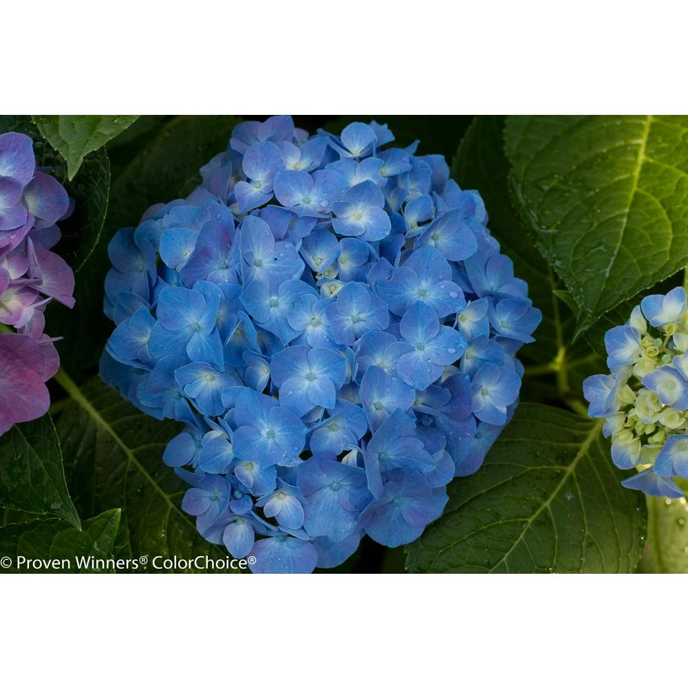 1 Gallon Let's Dance Blue Jangles Reblooming Hydrangea Live Shrub With Blue Or Pink Flowers