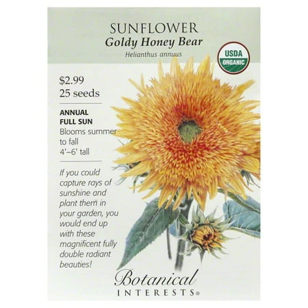 Organic Goldy Honey Bear Sunflower Seeds - 25 Seeds For Planting