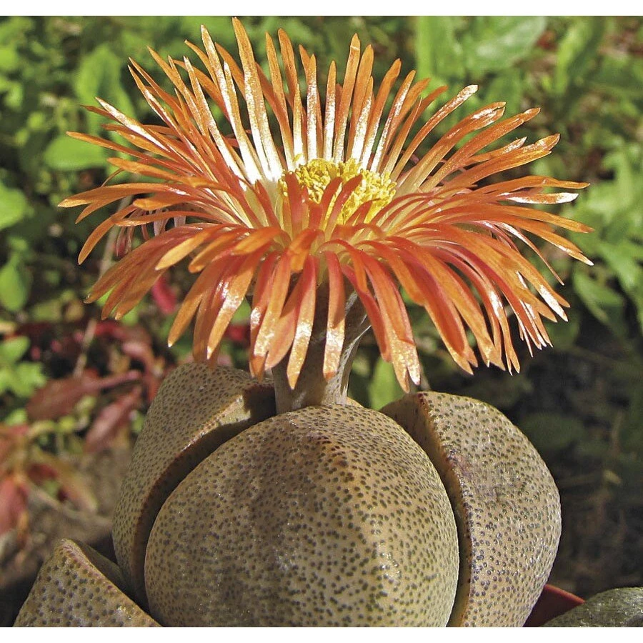 4-ounce Mimicry Succulent Plant - Model L25724 - Perfect For Home Decor