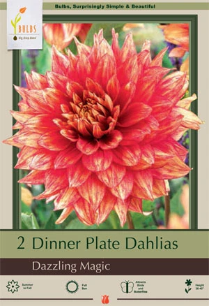 Dazzling Magic Dinner Plate Dahlias - 2 Bulb Clumps, 36-40 Inches Tall
