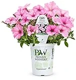 Supertunia Vista Bubblegum Petunia 4.25 In. Grande Flower